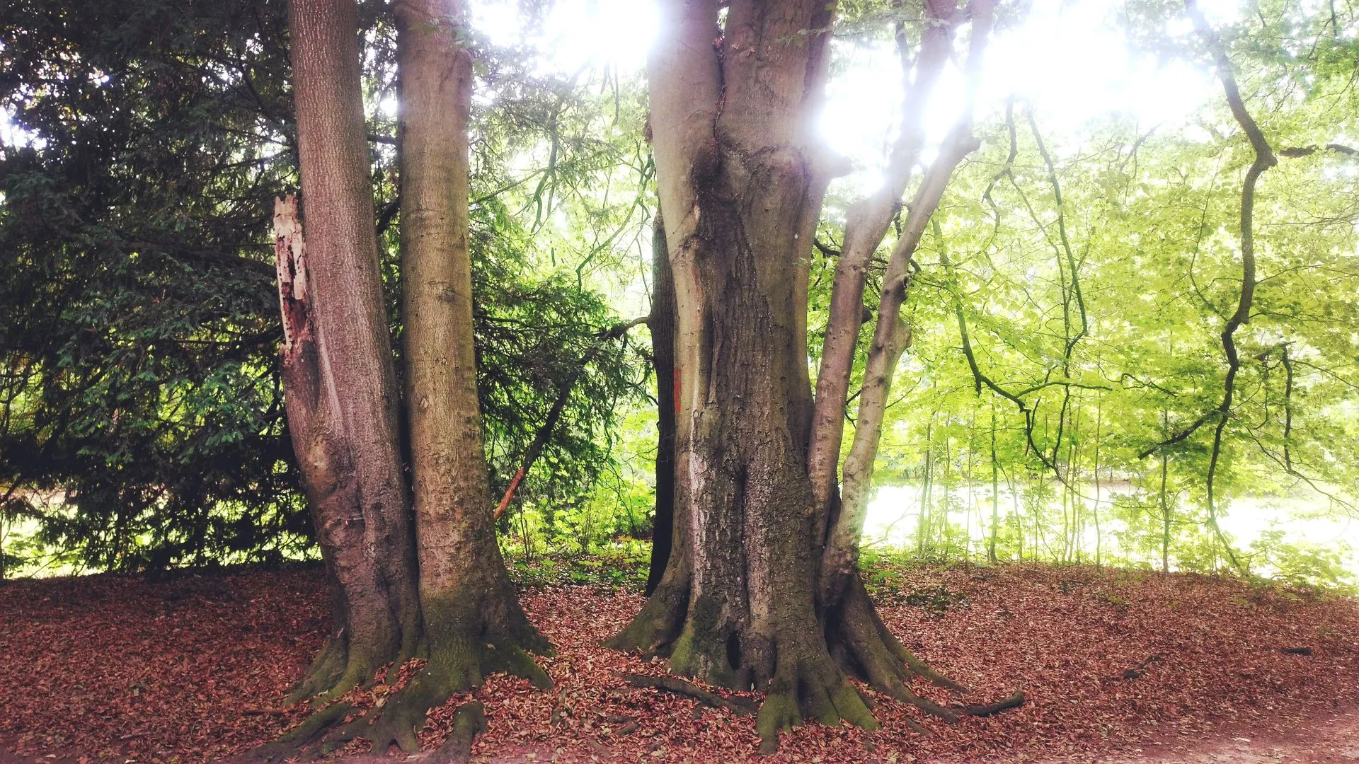 Baum